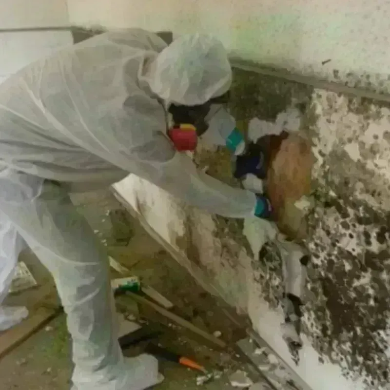 Mold Remediation and Removal in Essex County, VA